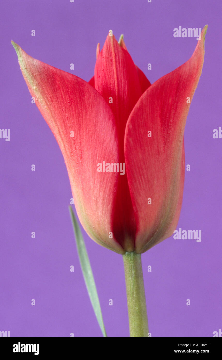 Tulipa Linifolia Maximowiczii Gruppe (Tulip) Nahaufnahme von roten Abteilung 15 fünfzehn verschiedene Tulpe auf lila Hintergrund. Stockfoto