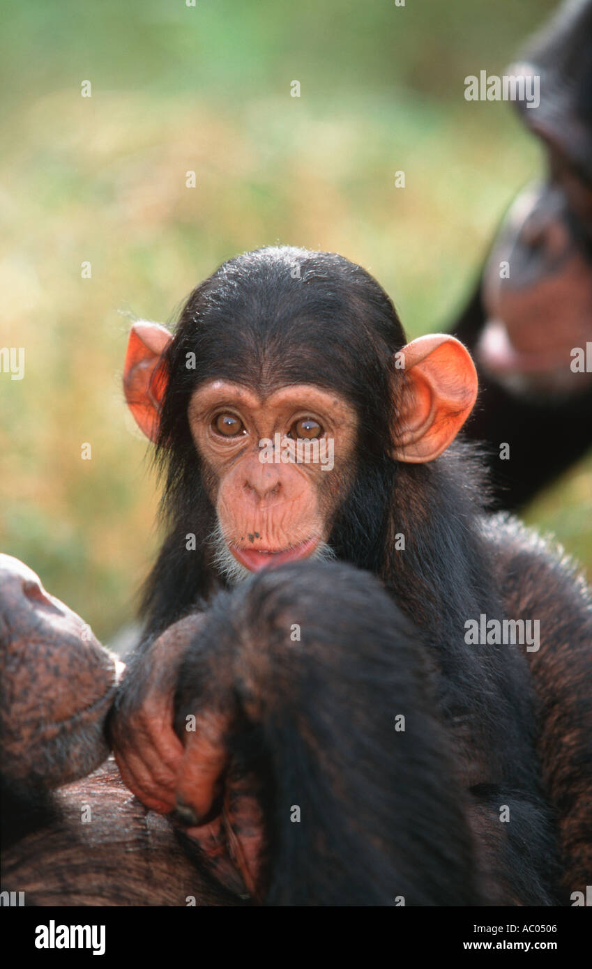 Schimpansen Pan Troglodytes Mutter Pflege ihr Baby Chimfunshi Schimpanse Waisenhaus Sambia West-Zentralafrika Stockfoto