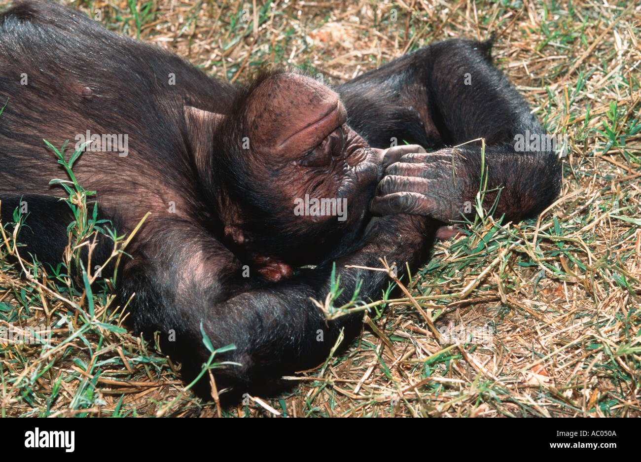 Schimpansen Pan Troglodytes männlichen schlafen in der Wintersonne Chimfunshi Schimpanse Waisenhaus Sambia West-Zentralafrika Stockfoto