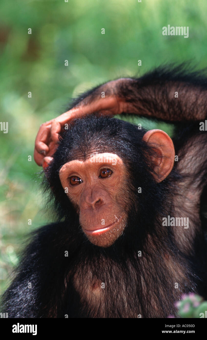 Schimpansen Pan Troglodytes Jugendlichen männlichen Chimfunshi Schimpanse Waisenhaus Sambia West Central Africa Stockfoto