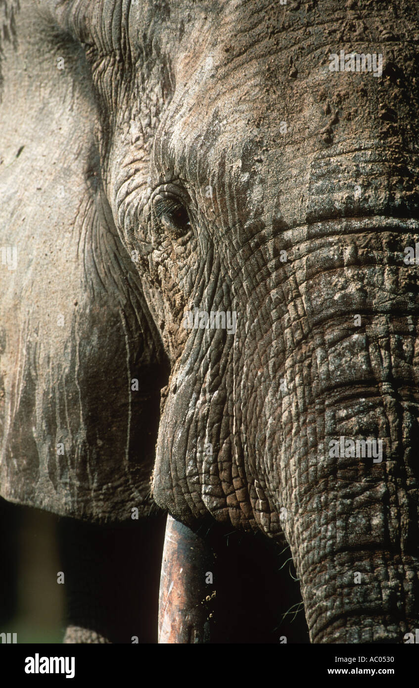 Wald Elefant Loxodonta Africana Cyclotis Dzanga Bai Dzanga-Ndoki Nationalpark Zentralafrikanische Republik Stockfoto