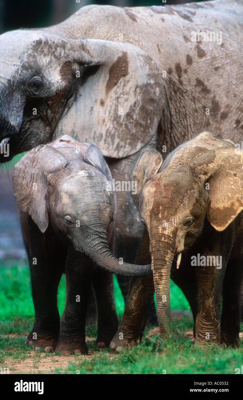 Wald Elefant Loxodonta Africana Cyclotis Kalb mit Mutter Dzanga-Ndoki-Nationalpark Zentralafrikanische Republik Stockfoto