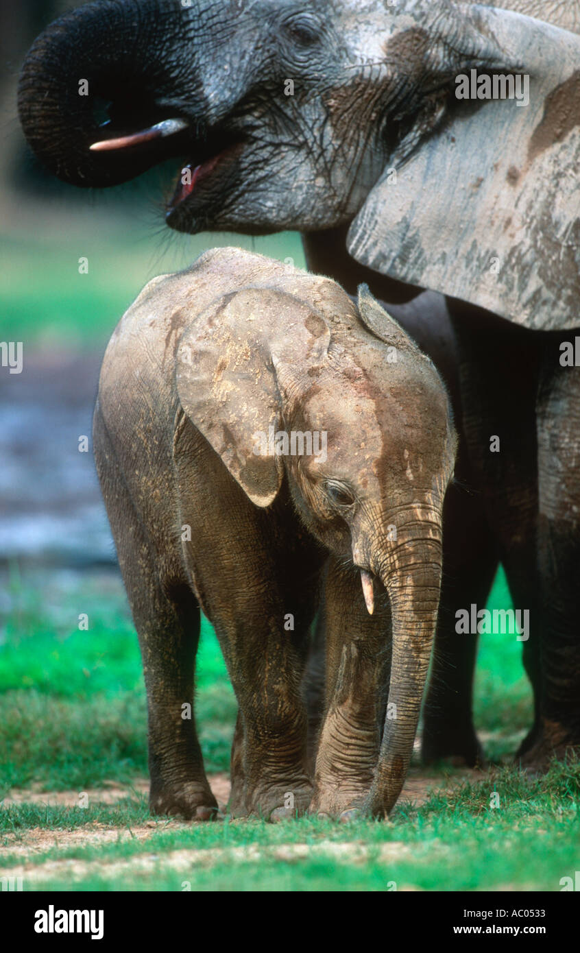 Wald Elefant Loxodonta Africana Cyclotis Kalb mit Mutter Dzanga-Ndoki-Nationalpark Zentralafrikanische Republik Stockfoto