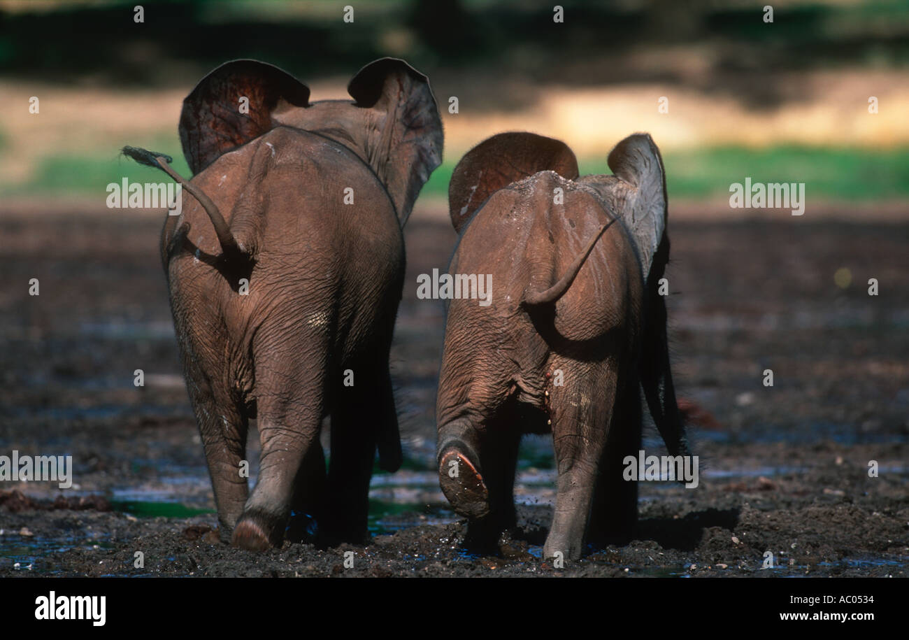 Wald-Elefant Loxodonta Africana Cyclotis Rückansicht von Kälbern Dzanga-Ndoki-Nationalpark Zentralafrikanische Republik Stockfoto
