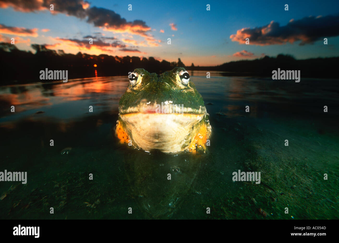 Riesige Bullfrog Pyxicephalus Adsperus Männchen kann über 250 mm Körperlänge und Gewicht von über 1kg Südafrika Südafrika Stockfoto