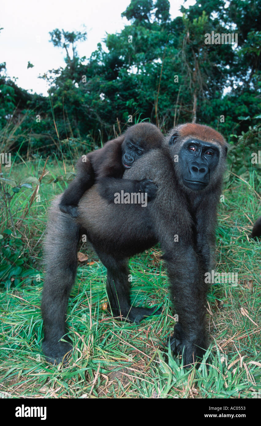 Flachlandgorilla Gorilla Gorilla Gorilla bedrohte Arten tropischen Zentralafrika Stockfoto