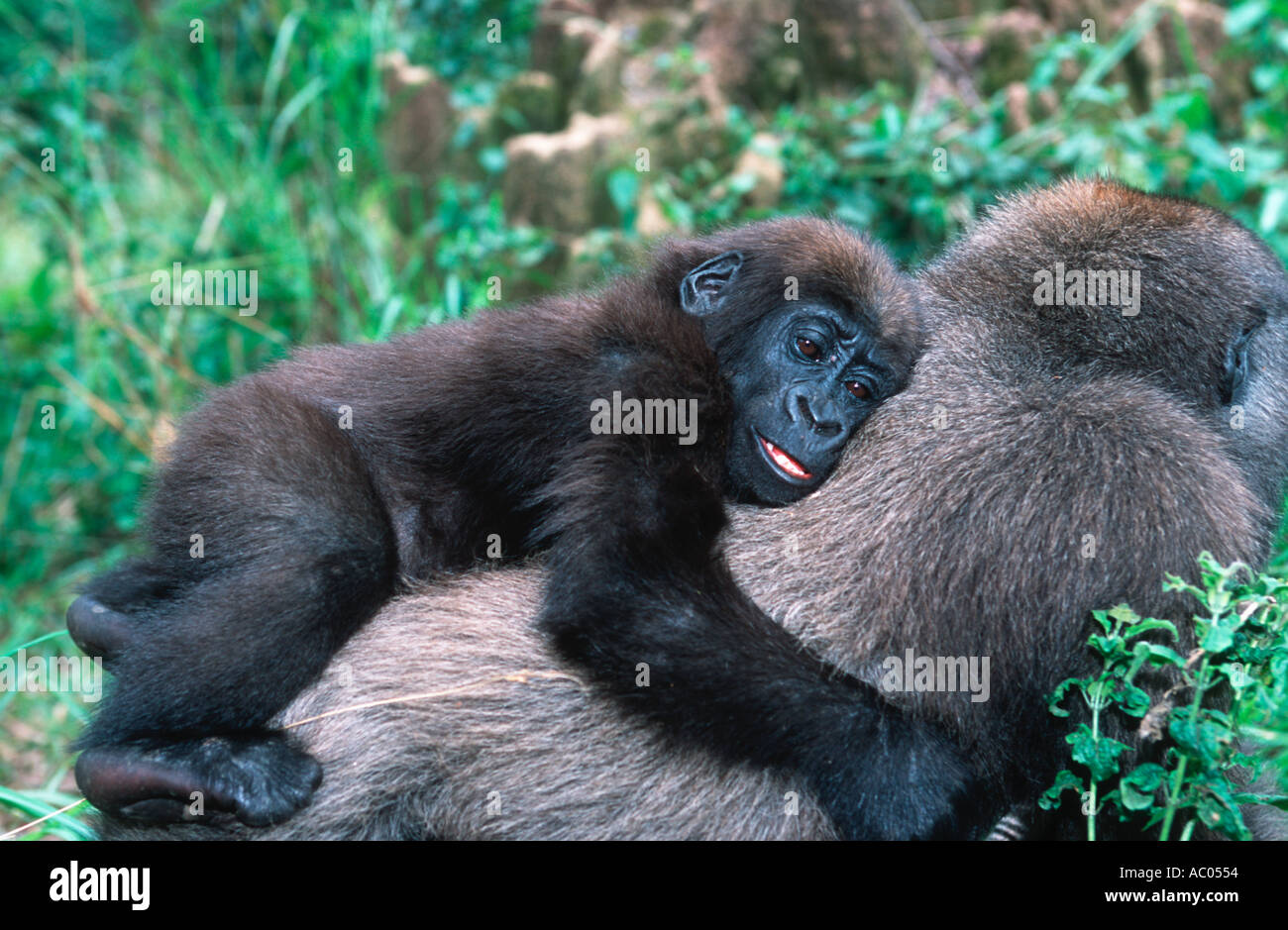 Flachlandgorilla Gorilla Gorilla Gorilla bedrohte Arten tropischen Zentralafrika Stockfoto