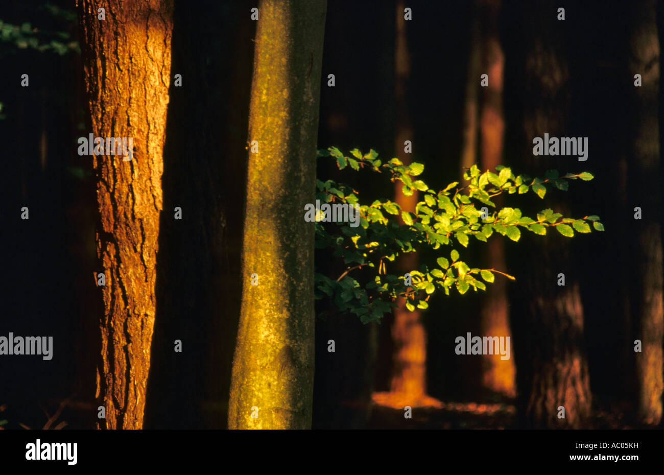 Wald in Polen - roztocze Stockfoto