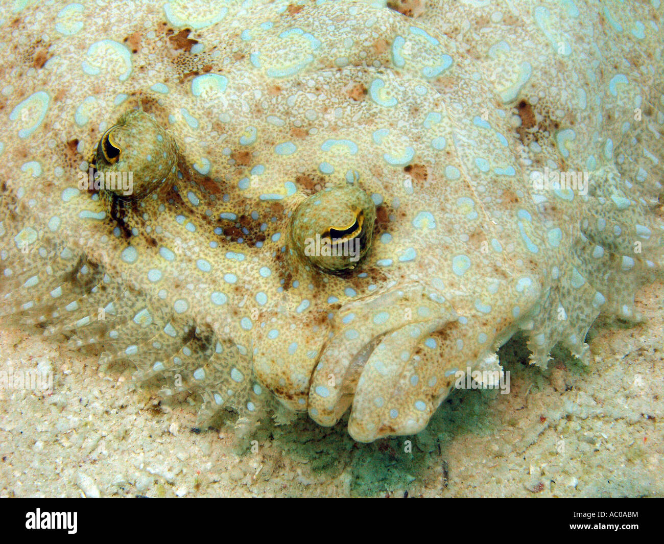 Peacock Flunder, Bothus Lunatus, Bonaire Stockfoto