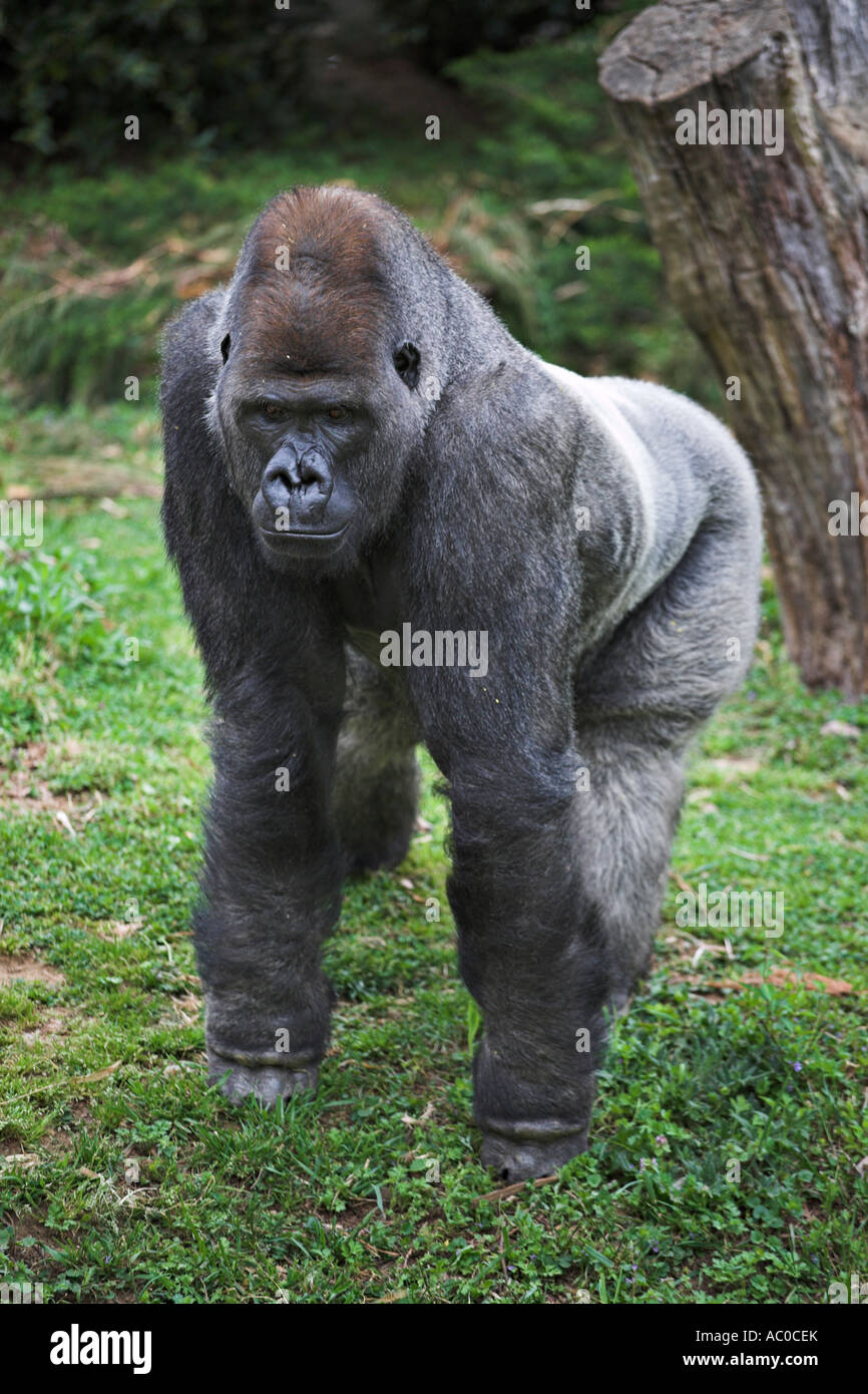 Bereit zu spielen The Zoo s Silverback Gorilla geb. 1992 Pausen Hände auf Knien in der Fußballer-s-Lage, seine Beobachter beobachten Stockfoto