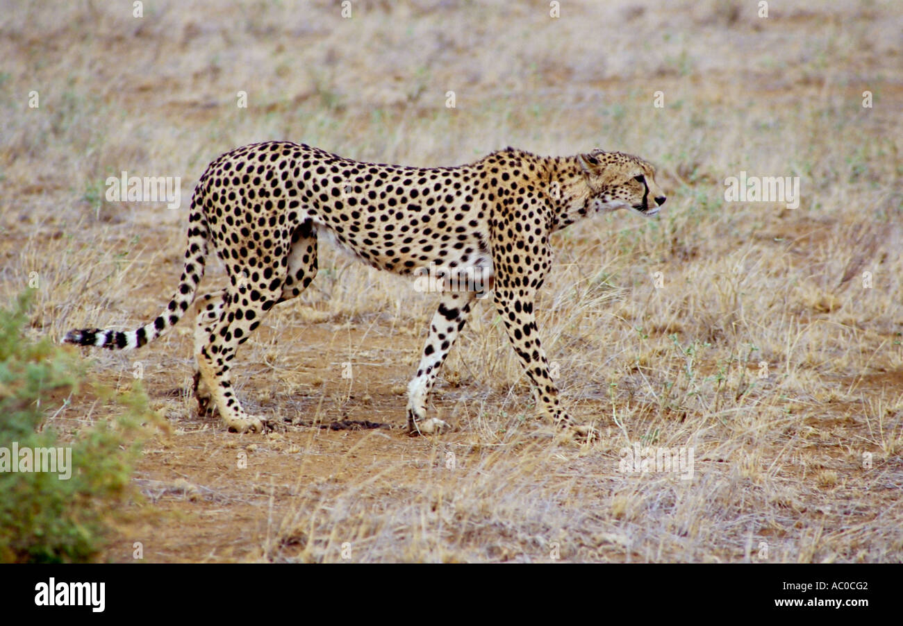 Gepard Acinonyx Jubatus auf der Pirsch im Samburu Nationalpark Kenia in Ostafrika Stockfoto