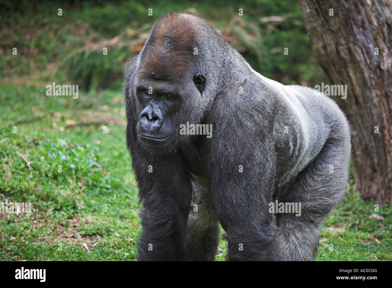 Gorilla-Pause Stockfoto