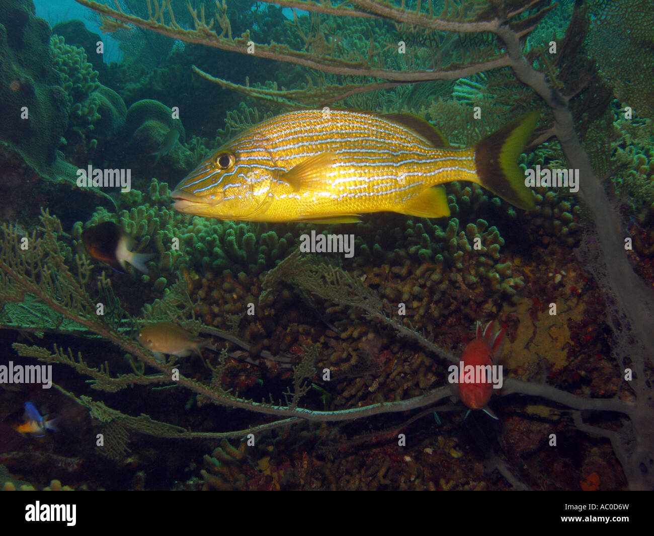 Halten Grunzen, Haemulon sciurus Stockfoto