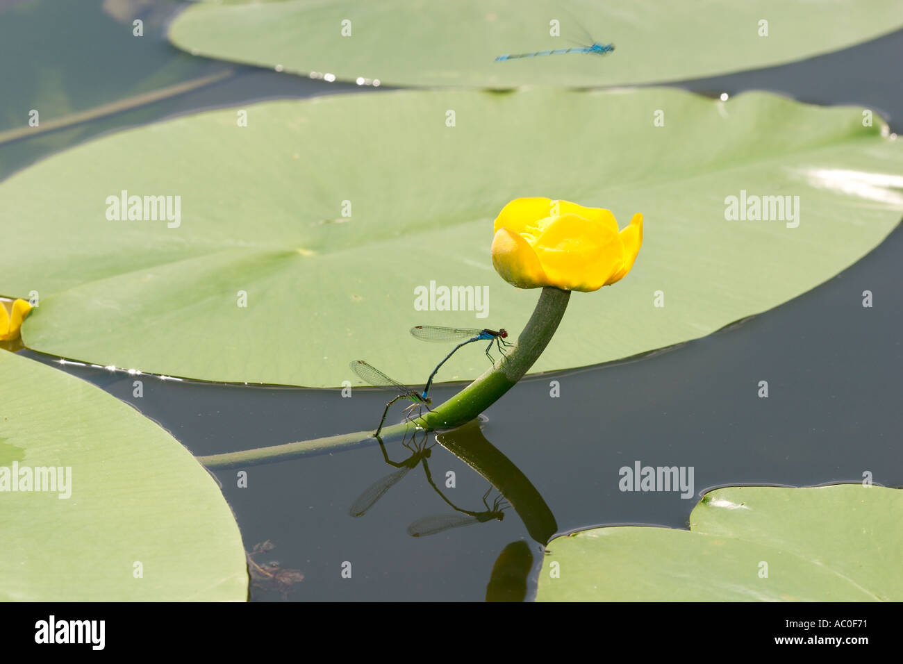 Spatterdock Teichrosen Lutea auch bekannt als gelbe Teich Lilie offiziell Kuh Lilie mit Red eyed Damselfly Erythromma Najas Stockfoto