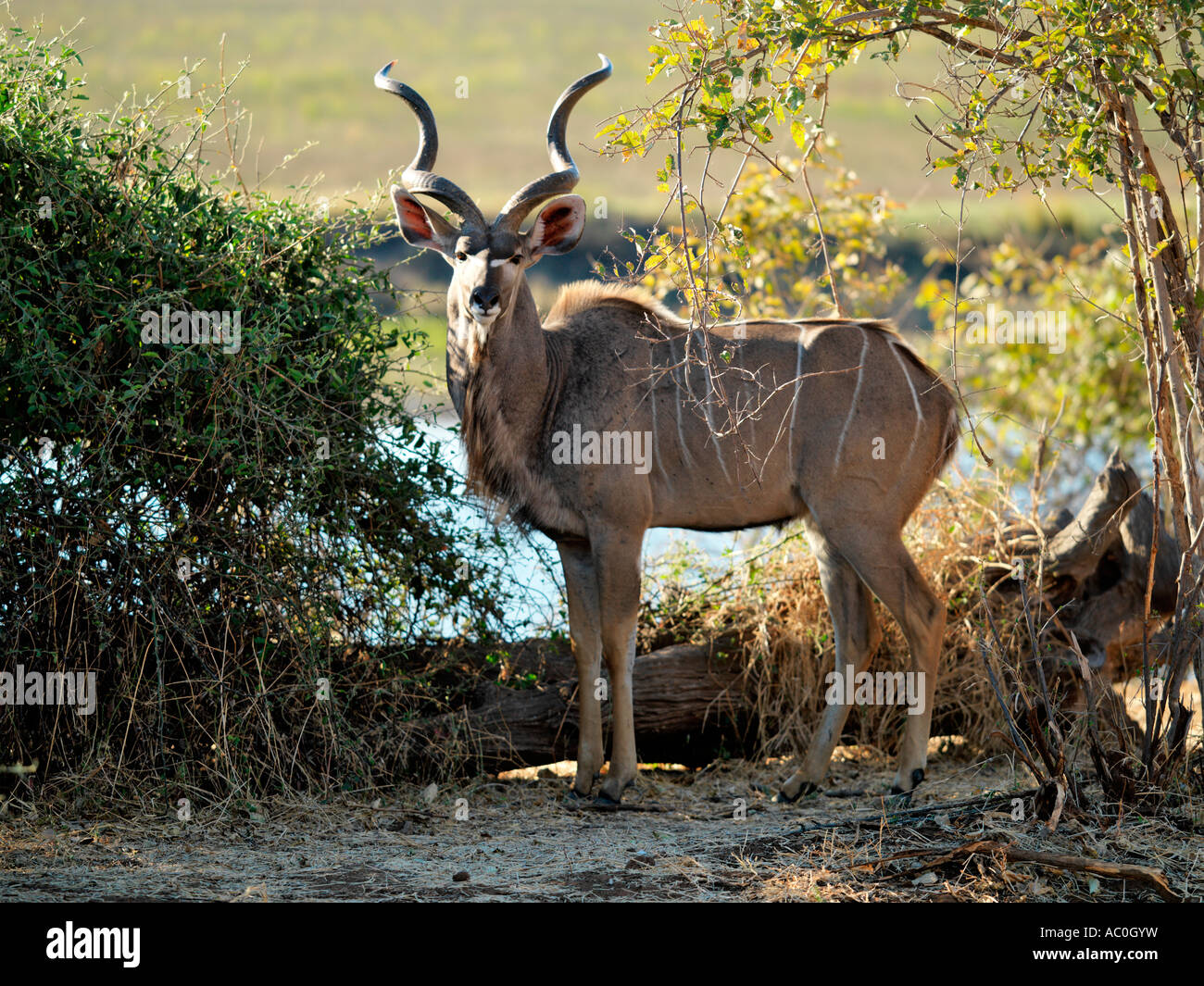 Eine männliche große Kudu verschmilzt das gefleckte Licht der riverine Wald im Chobe National Park Stockfoto