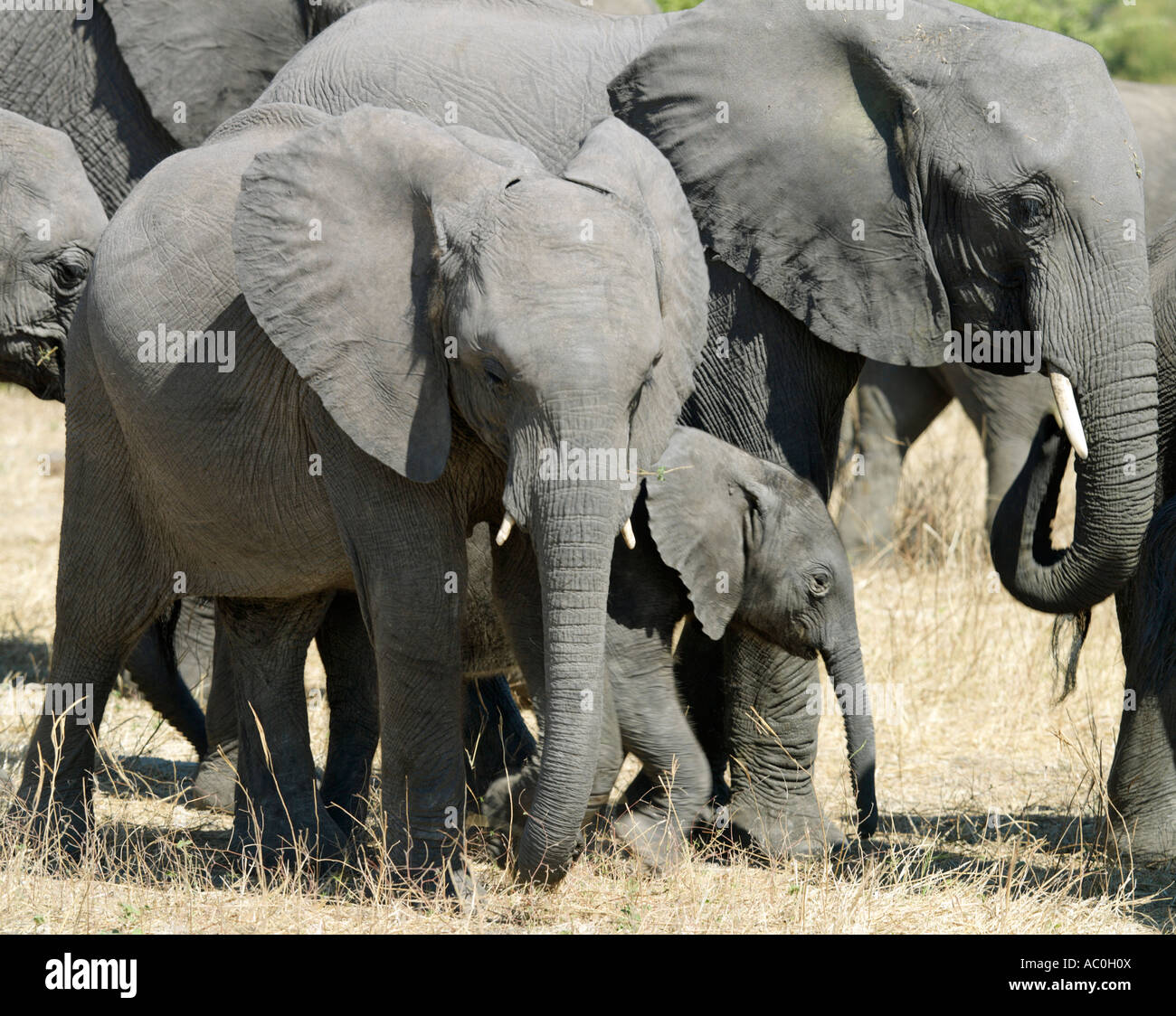 Eine Herde Elefanten in trockenes Land nahe dem Chobe Fluss Stockfoto
