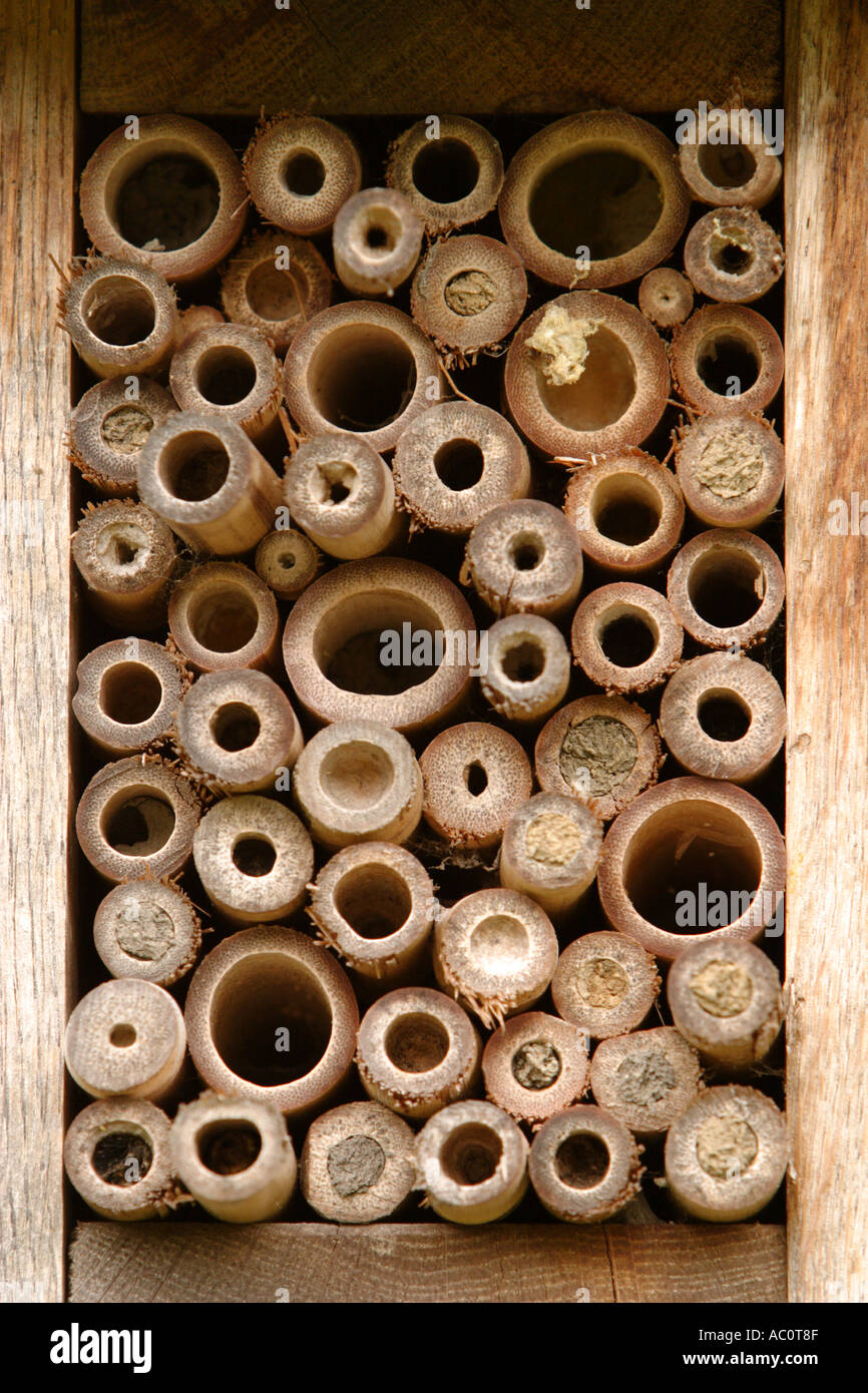 Hibernacula, eine Hummel und fliegende Insekten Winterschlaf box Stockfoto