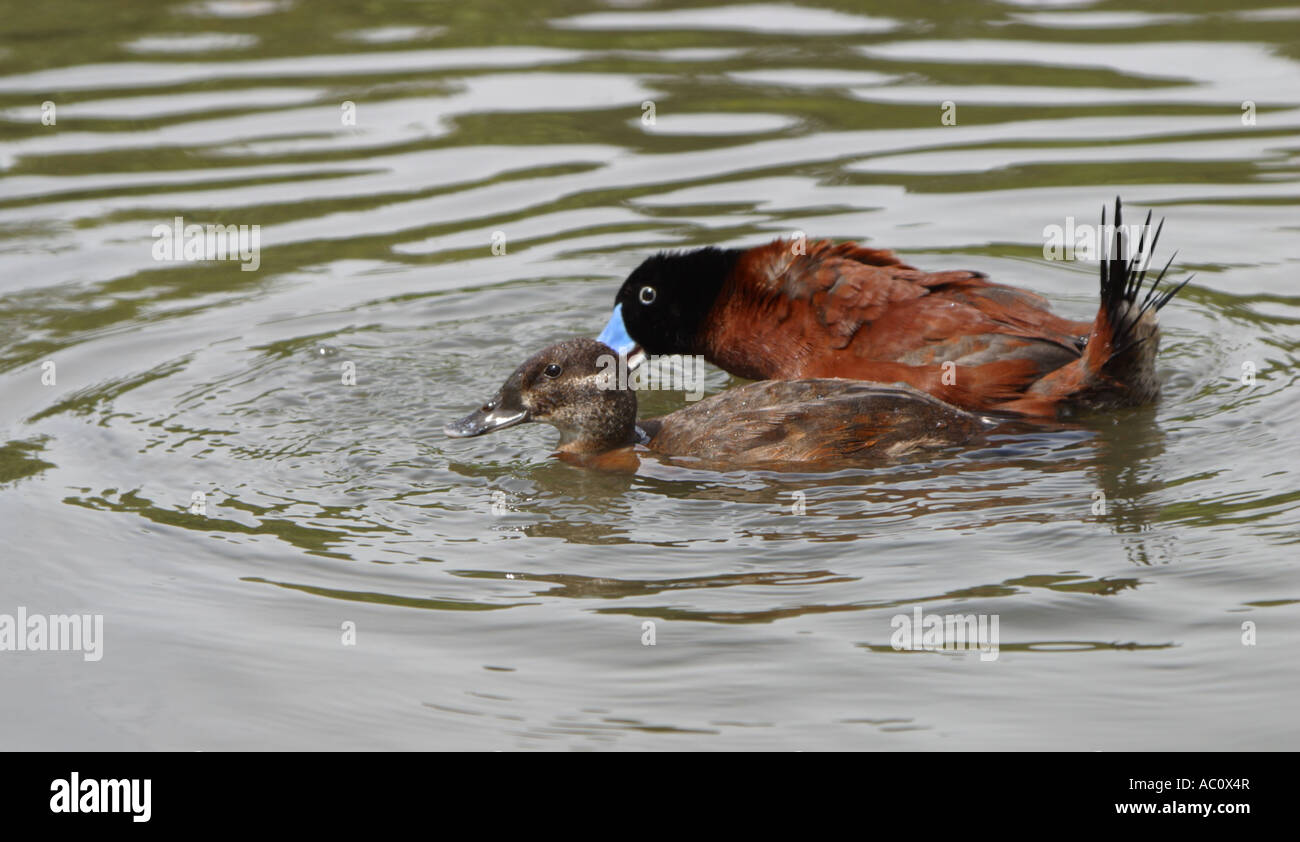 Maccoa, Oxyura maccoa Stockfoto