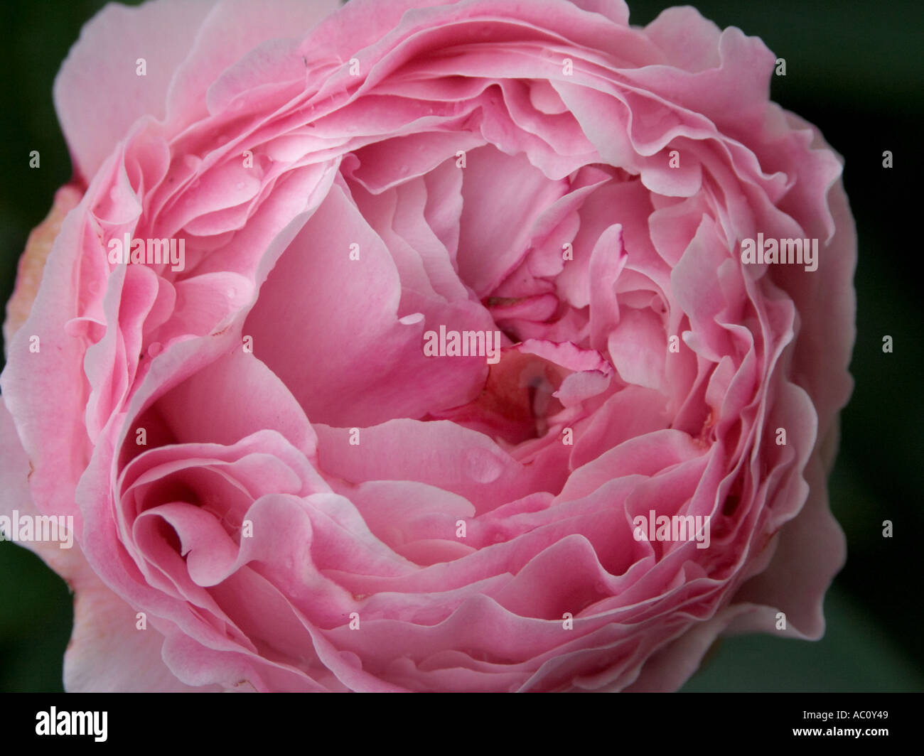 Halb geöffneten rosa Pfingstrose Blume Nahaufnahme Stockfoto