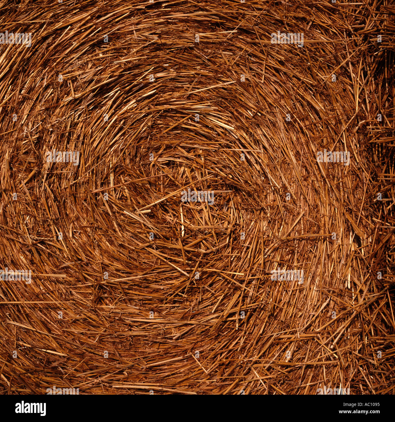 Nahaufnahme von Heu Bail im Feld der frisch geernteten Weizen Stockfoto