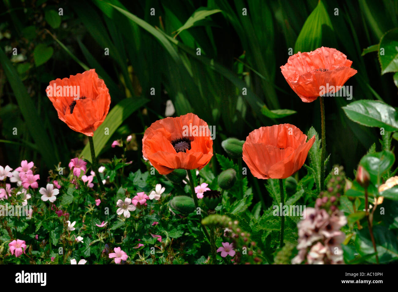 Garten-Szene mit deutlichen Papaver orientalische Mohn. Stockfoto