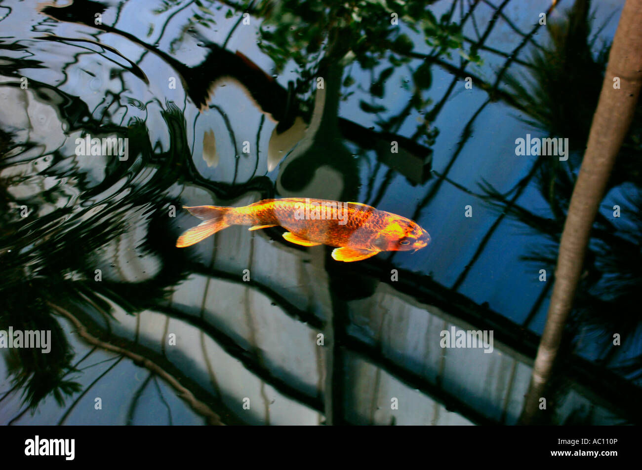 Orientalische Koi-Karpfen. Stockfoto