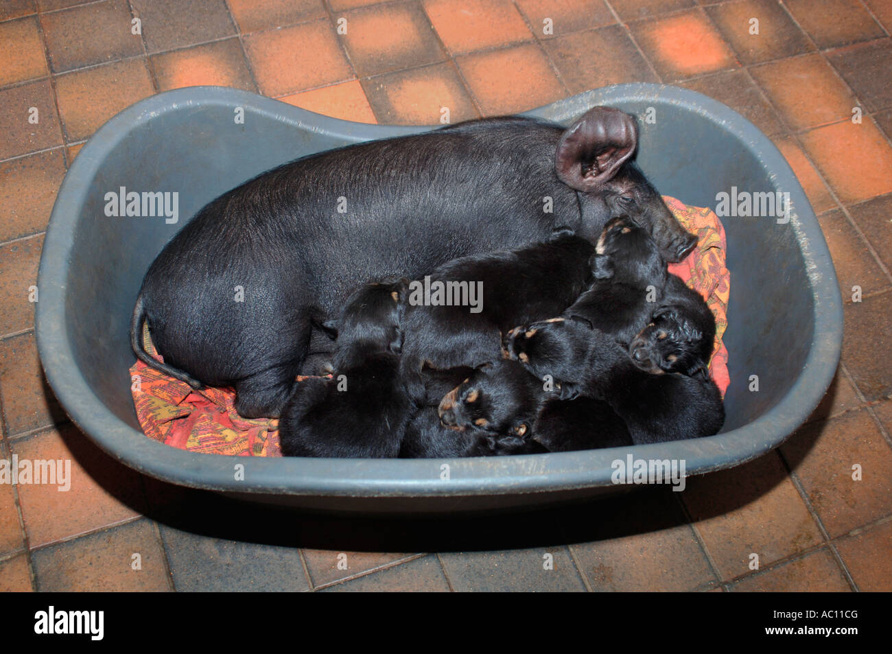 Ein selten britische schwarze Ferkel, das angenommen & ausgelöst durch eine Rothweiler Hund & denkt daher seine A Hund war. Stockfoto