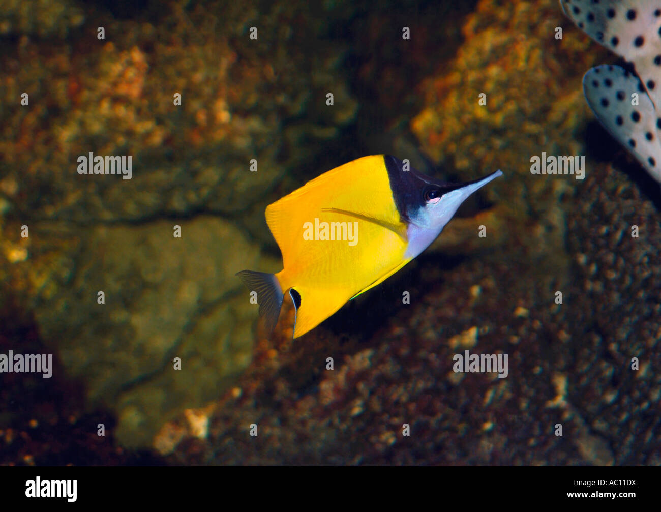 Satwater fisch Fotos und Bildmaterial in hoher Auflösung Alamy