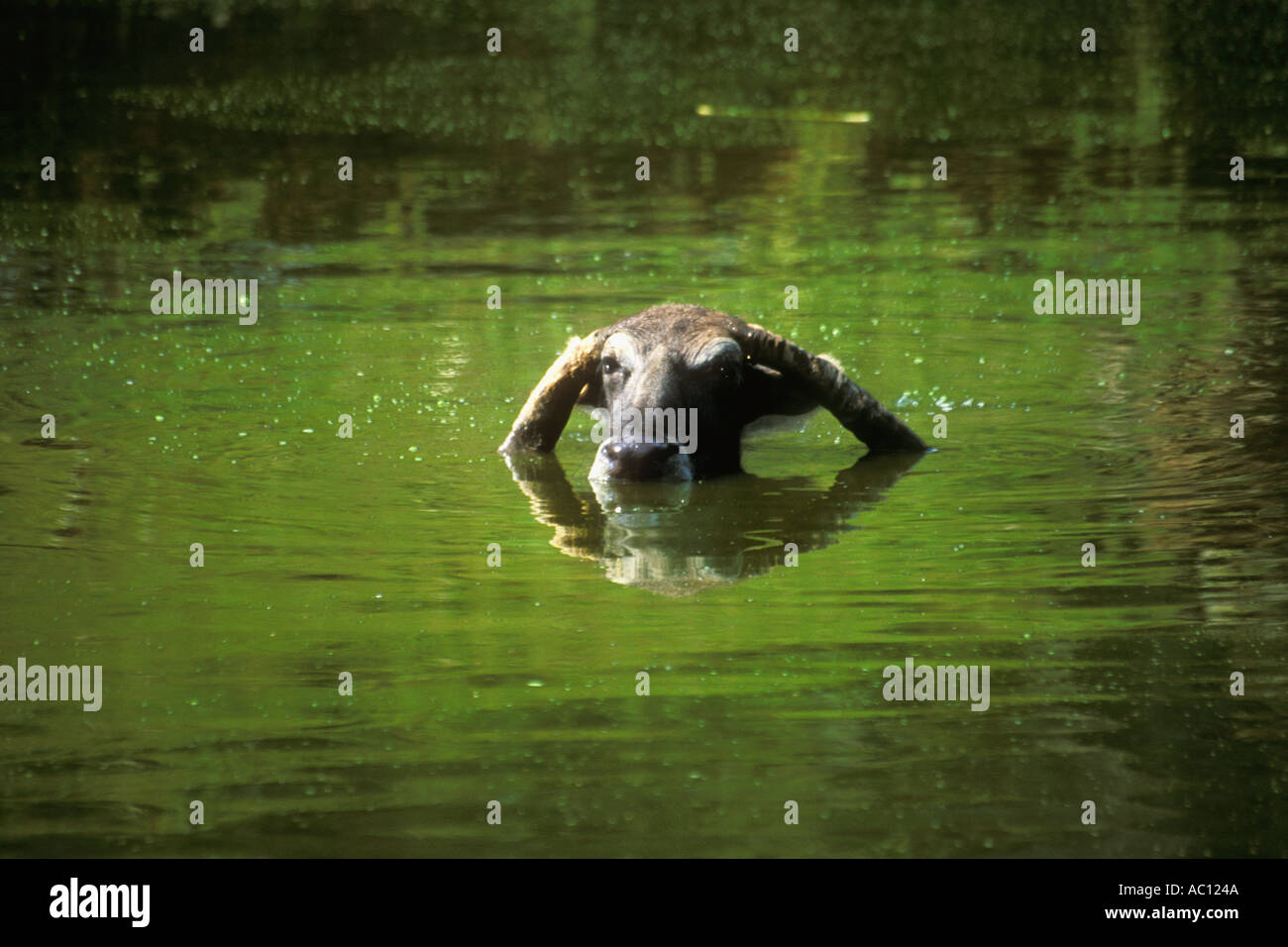 Wasserbüffel "Bubalus beispielsweise" im Teich im nepalesischen Dorf Nepal Asien Stockfoto