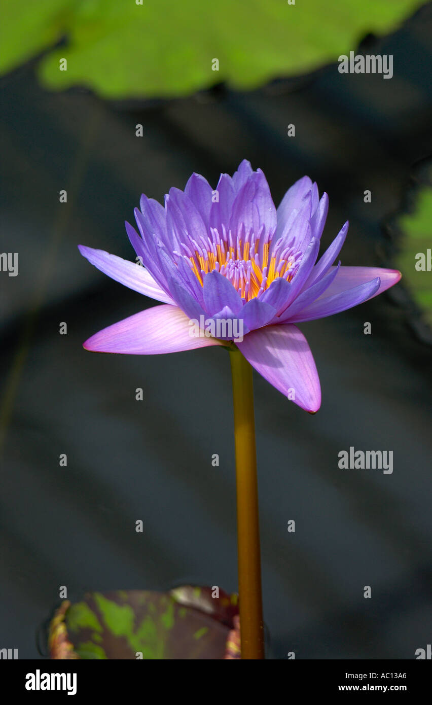 Nymphaea Leopardin Nymphaeceae Stockfoto