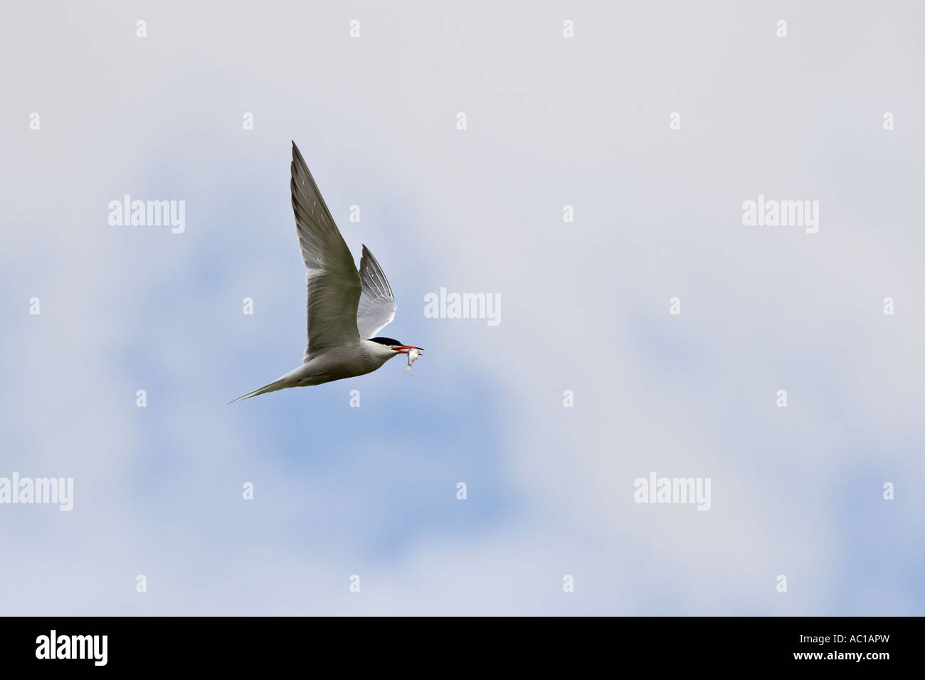 Gemeinsamen Tern Sterna Hirundo im Flug mit bewölktem Himmel Priorat Park Bedford Stockfoto