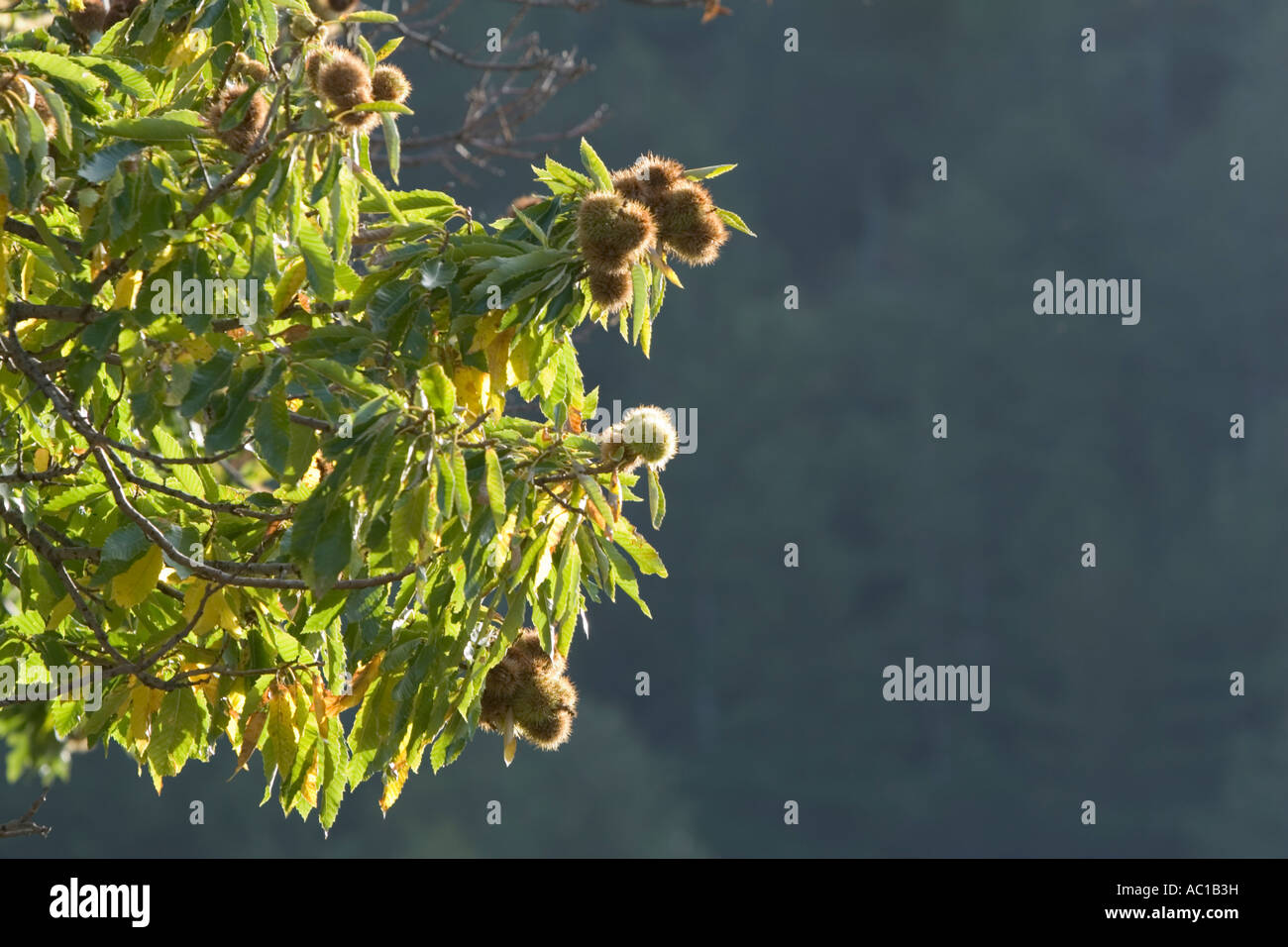 Chesnuts auf einem Ast Stockfoto