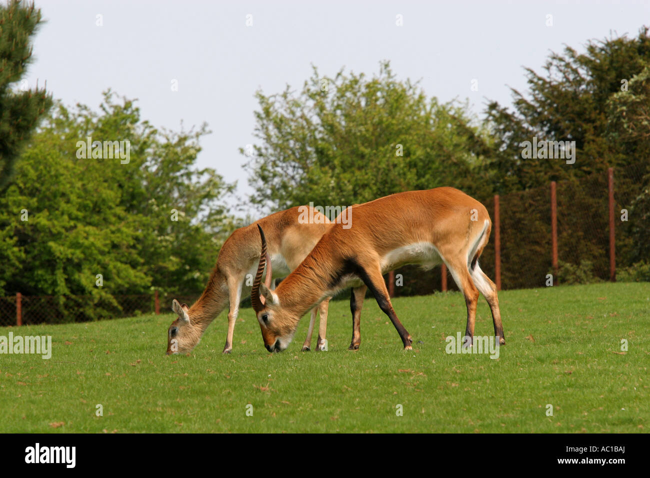Kafue Wohnungen Letschwe Antilopen Sumpfhirsch Weiden auf saftigen grünen Rasen in Paignton Zoo Natur reservieren Devon England UK Stockfoto