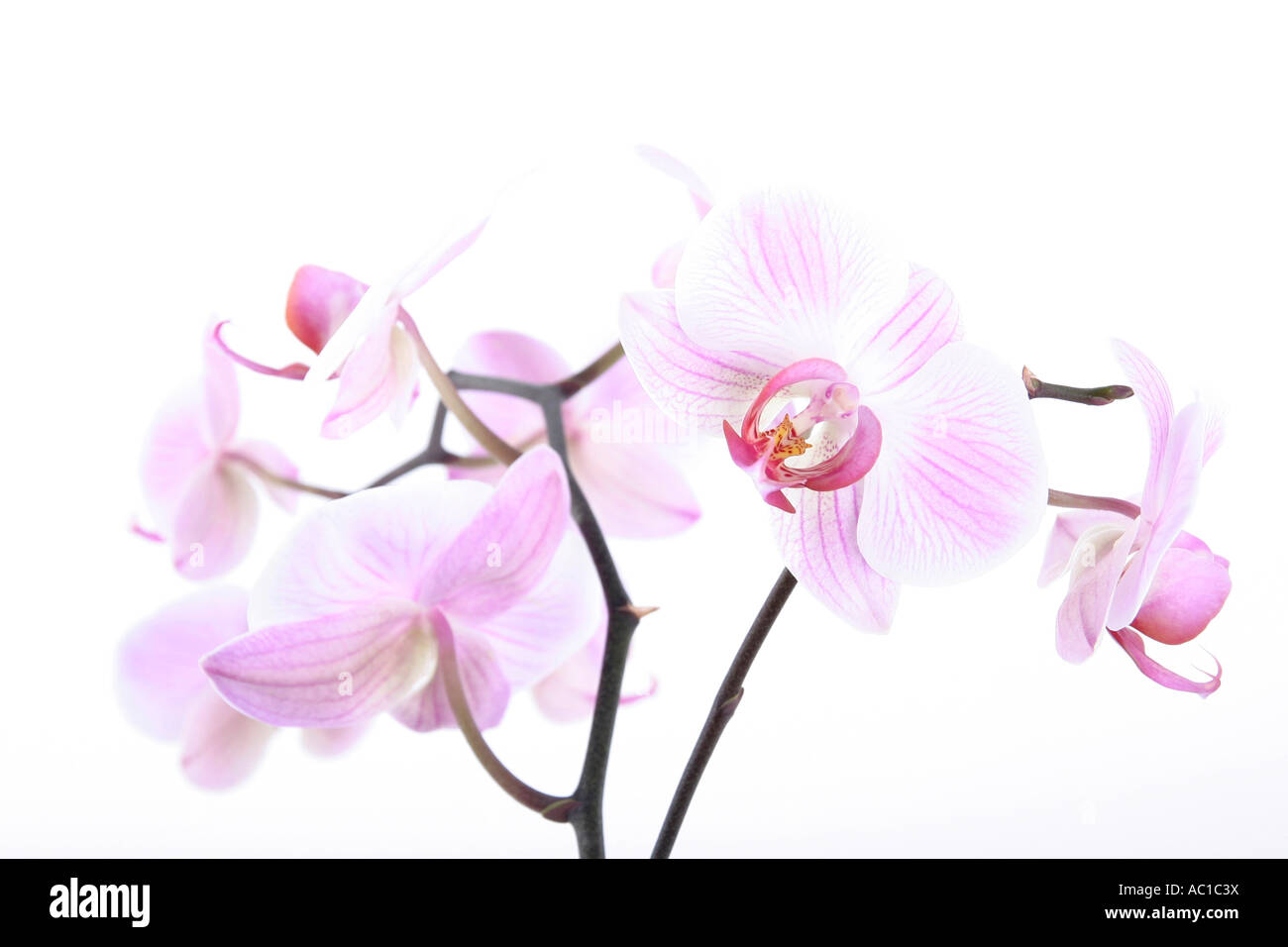 Phalaenopsis Pink Moth Orchid vor weißem Hintergrund hautnah Stockfoto