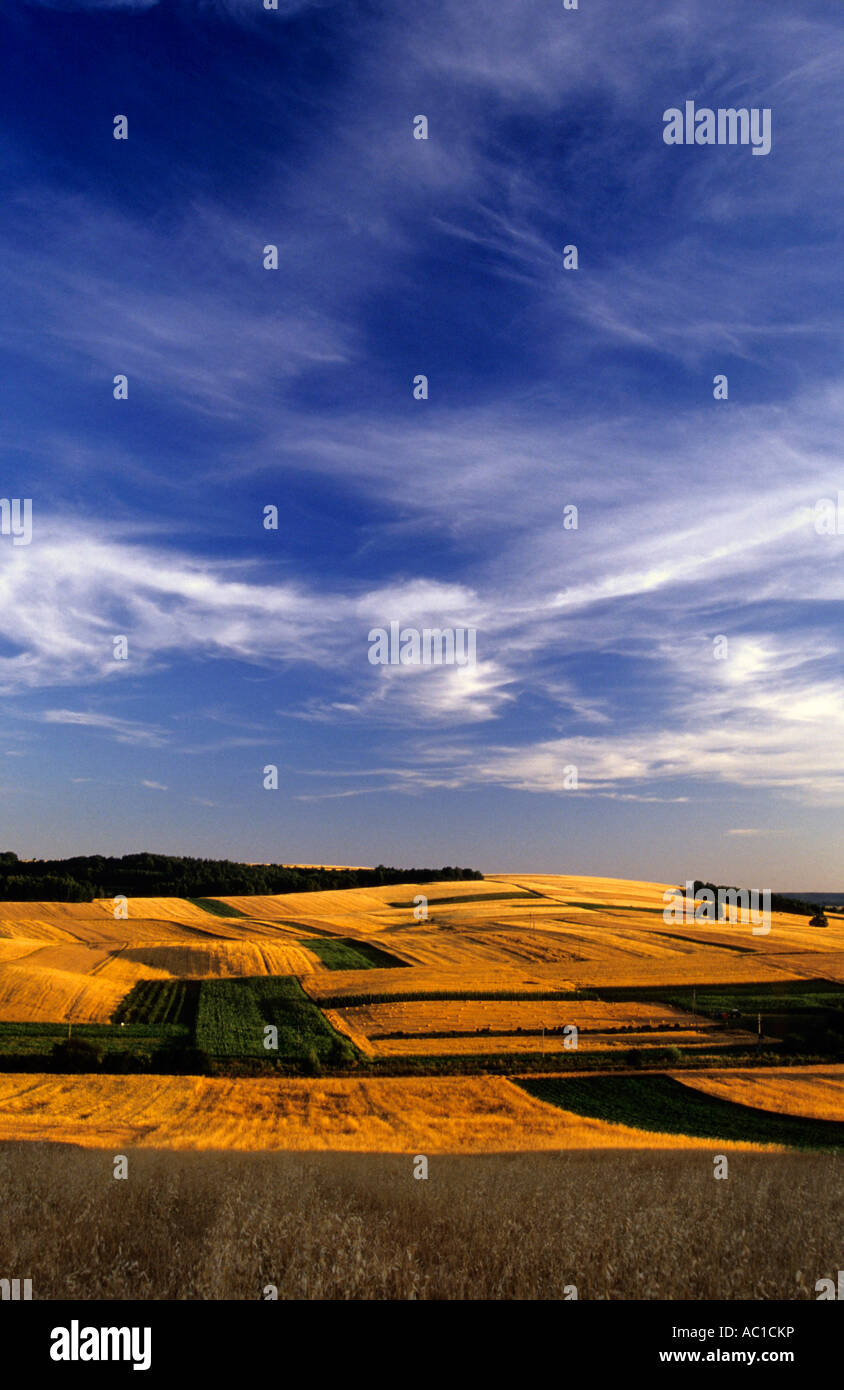Polen Landschaft - Getreideanbau Stockfoto