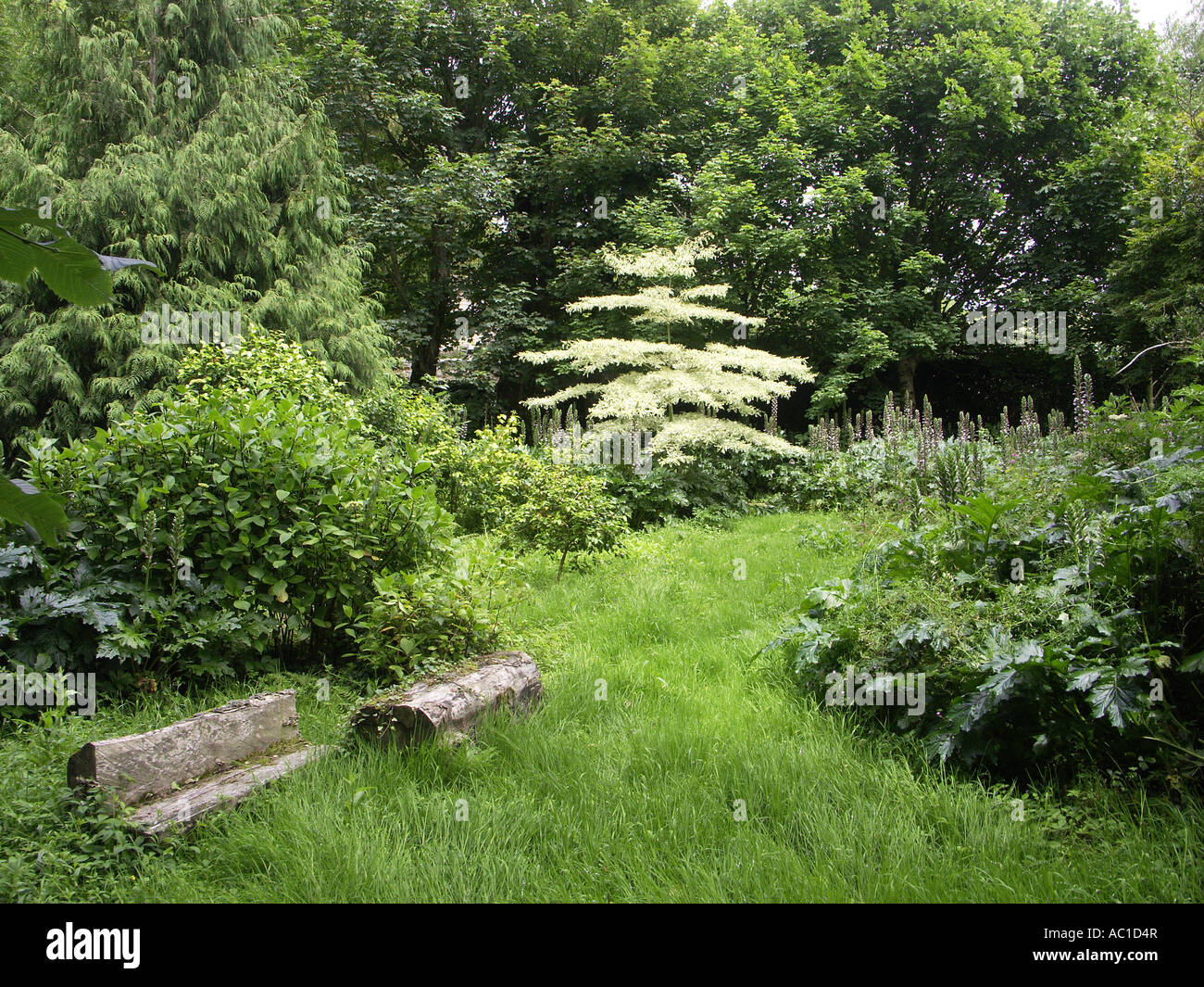 Ein üppiger, schattigen Bereich in Trewidden Garten. Stockfoto