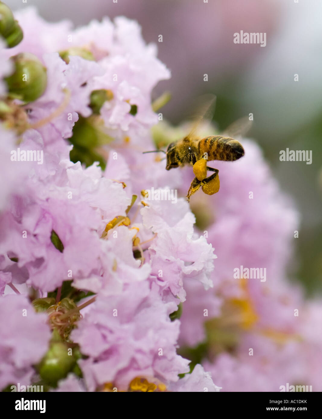 Honigbiene, APIs mellifera, fliegen nach Lagerstroemia indica, ‘Early Bird Lavendel’ Krabbenmyrtenblüte. Oklahoma, USA. Stockfoto