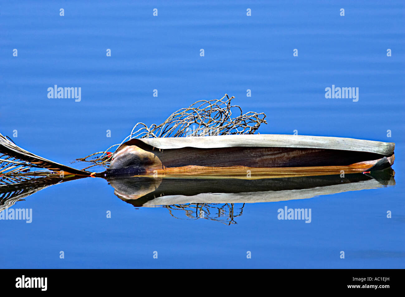 Cocos Palm Frond Reflexion Cocos Plumosa Arecastrum romanzoffianum Stockfoto