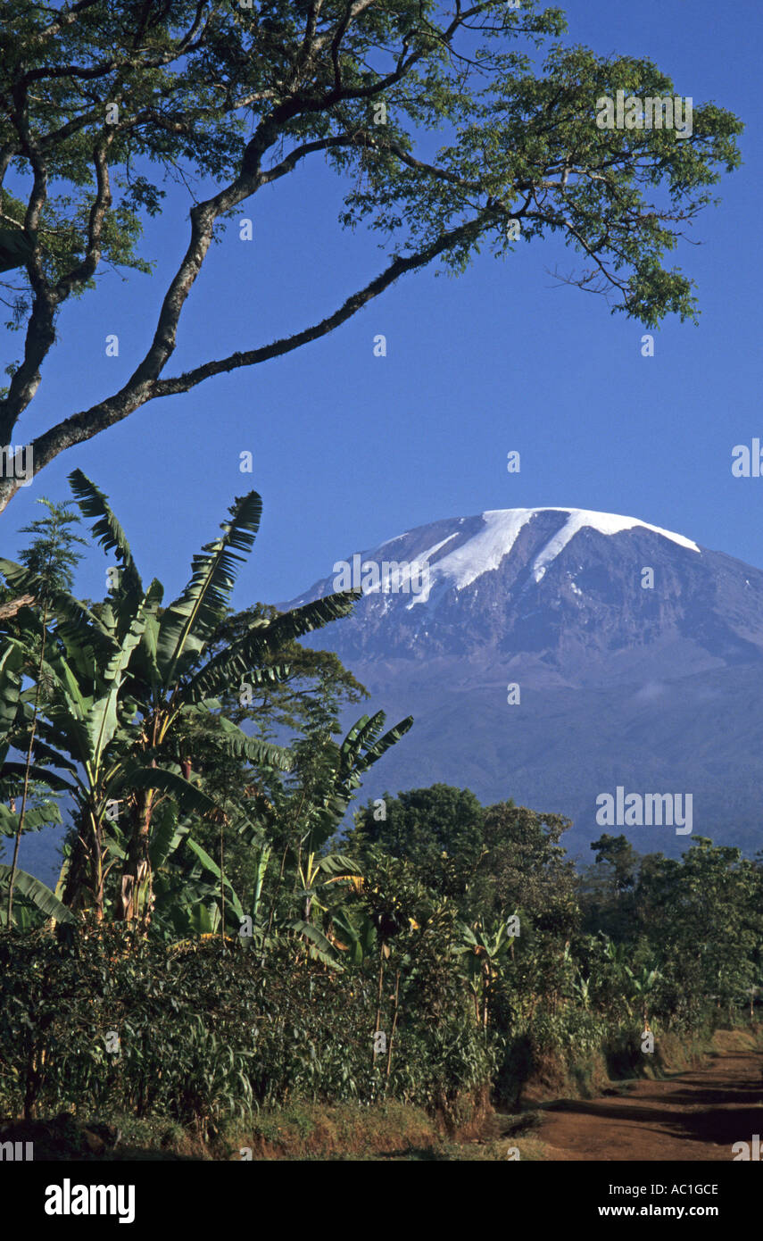Kilimanjaro, 5895m, der traditionellen Landwirtschaft System: Bäumen, Bananenstauden und Kaffee Sträuchern intercropped in Umbwe, Tansania Stockfoto