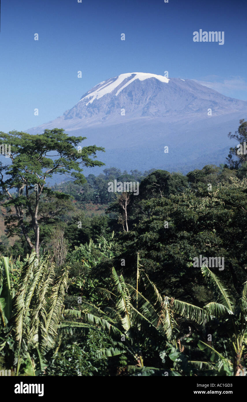 Kilimanjaro, 5895m, der Landwirtschaft, die Zweikultur von Bäumen dominiert wird, Bananen und Kaffee Pflanzen, Kidia, Moshi, Tansania Stockfoto