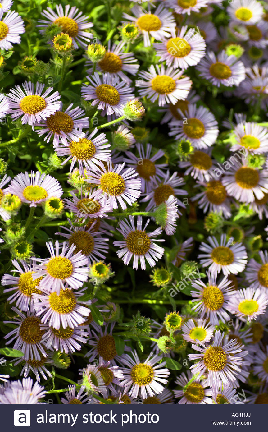 Erigeron Glaucus Elstead Pink Stockfoto