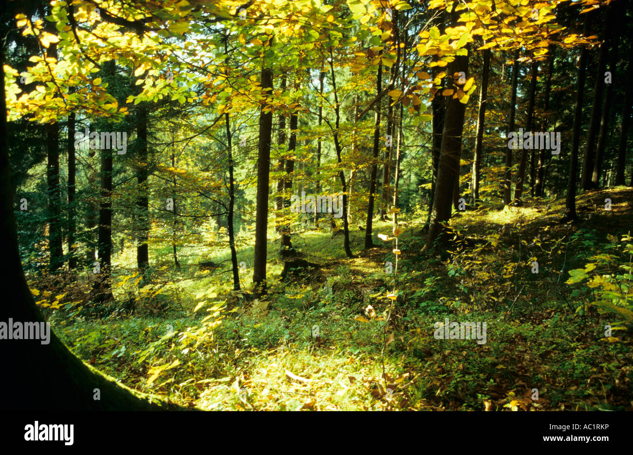 Deutschland, Wald im Herbst Stockfoto