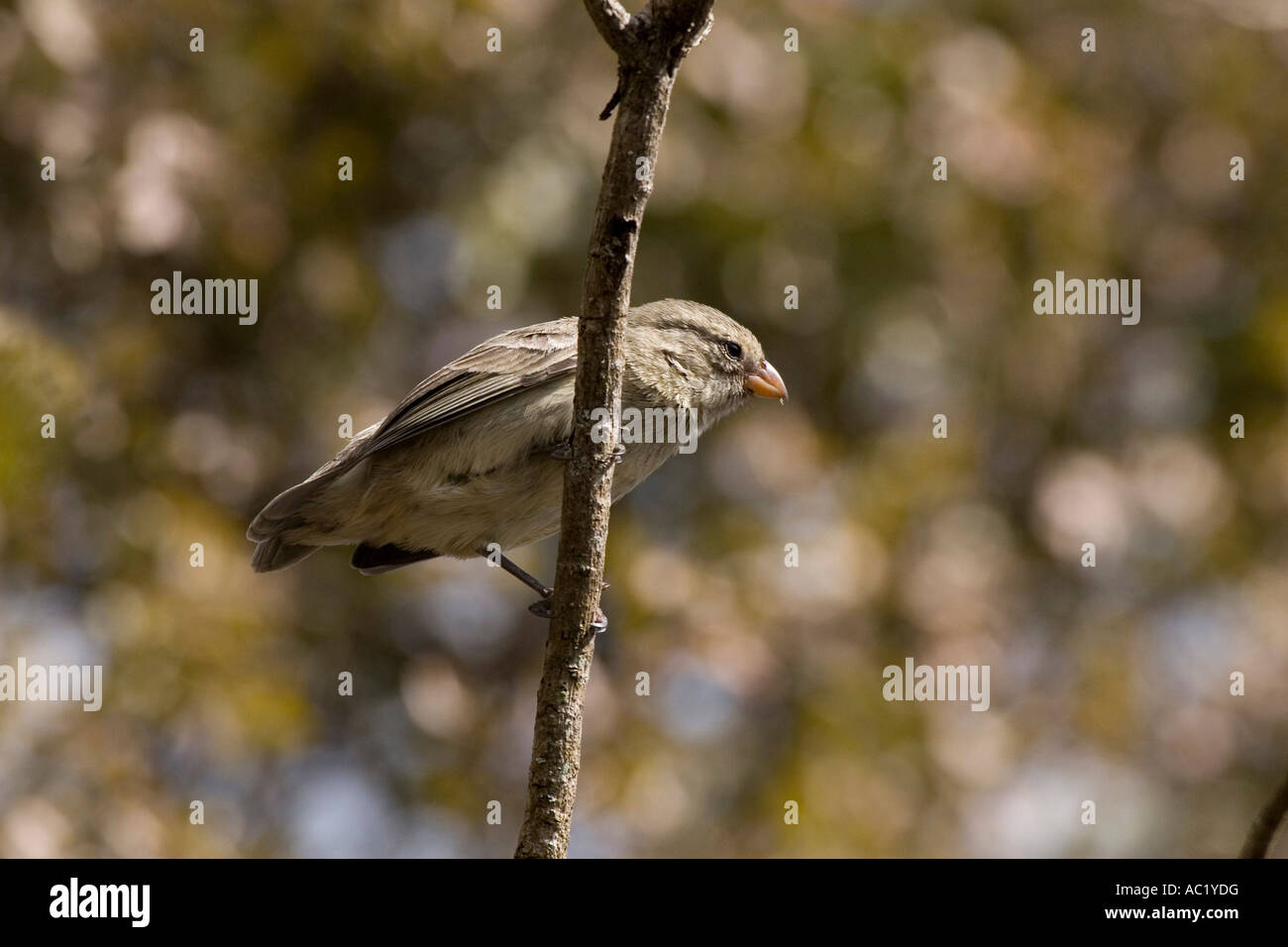 Weiblicher mittleren Baum Finch auf Floreana auf den Galapagos Inseln Stockfoto