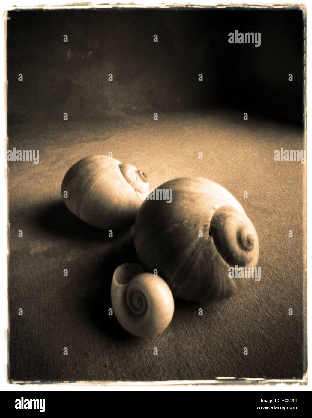 Stillleben mit Sepia Schalen Farbe Stockfoto