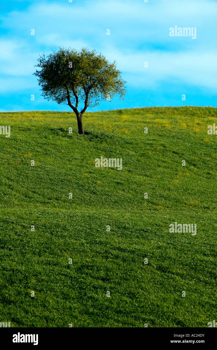 Einsamer Baum im Feld in der Region Toskana in Italien Stockfotografie Alamy