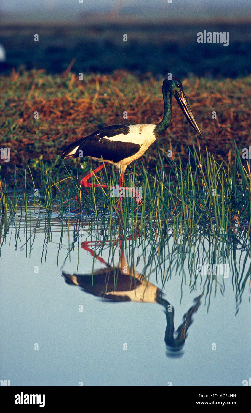 Jabiru (necked Schwarzstorch), Kakadu-Nationalpark, Northern Territory, Australien, vertikale, Ephippiorynchus asiaticus Stockfoto