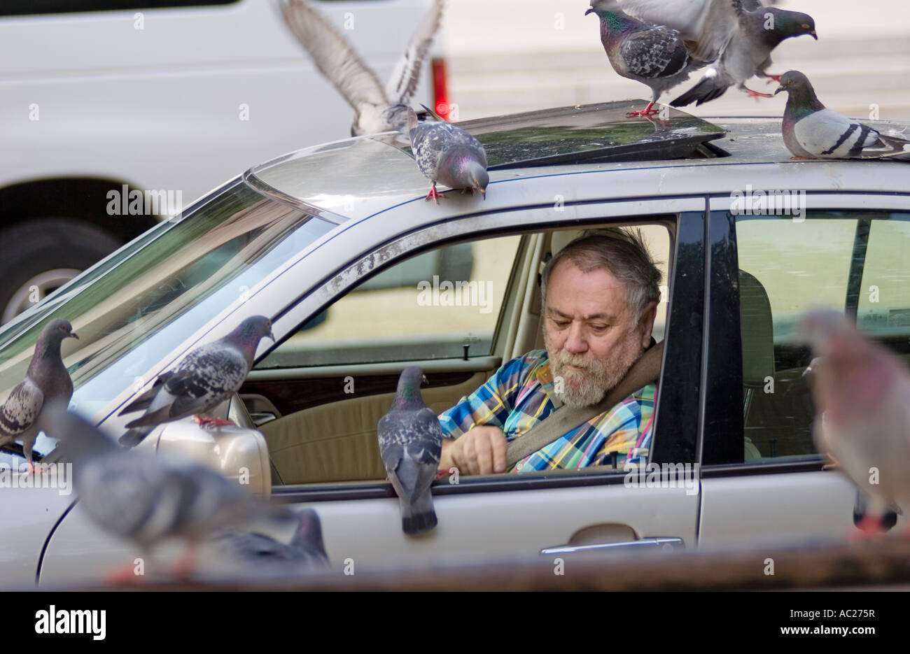 Ein Mann in einem Auto füttern Tauben auf der National Mall in Washington, D.C. Stockfoto