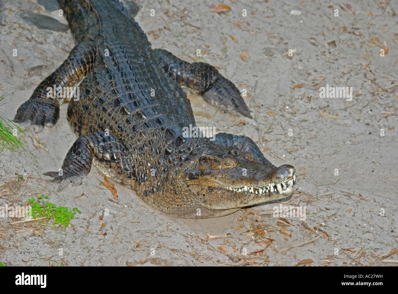 Neuguinea-Krokodil, Crocodylus Novaeguineae, Reptil Stockfoto