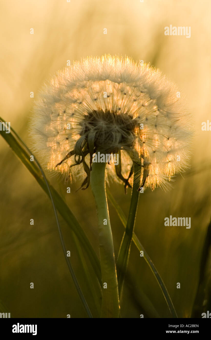 Löwenzahn seedhead Stockfoto