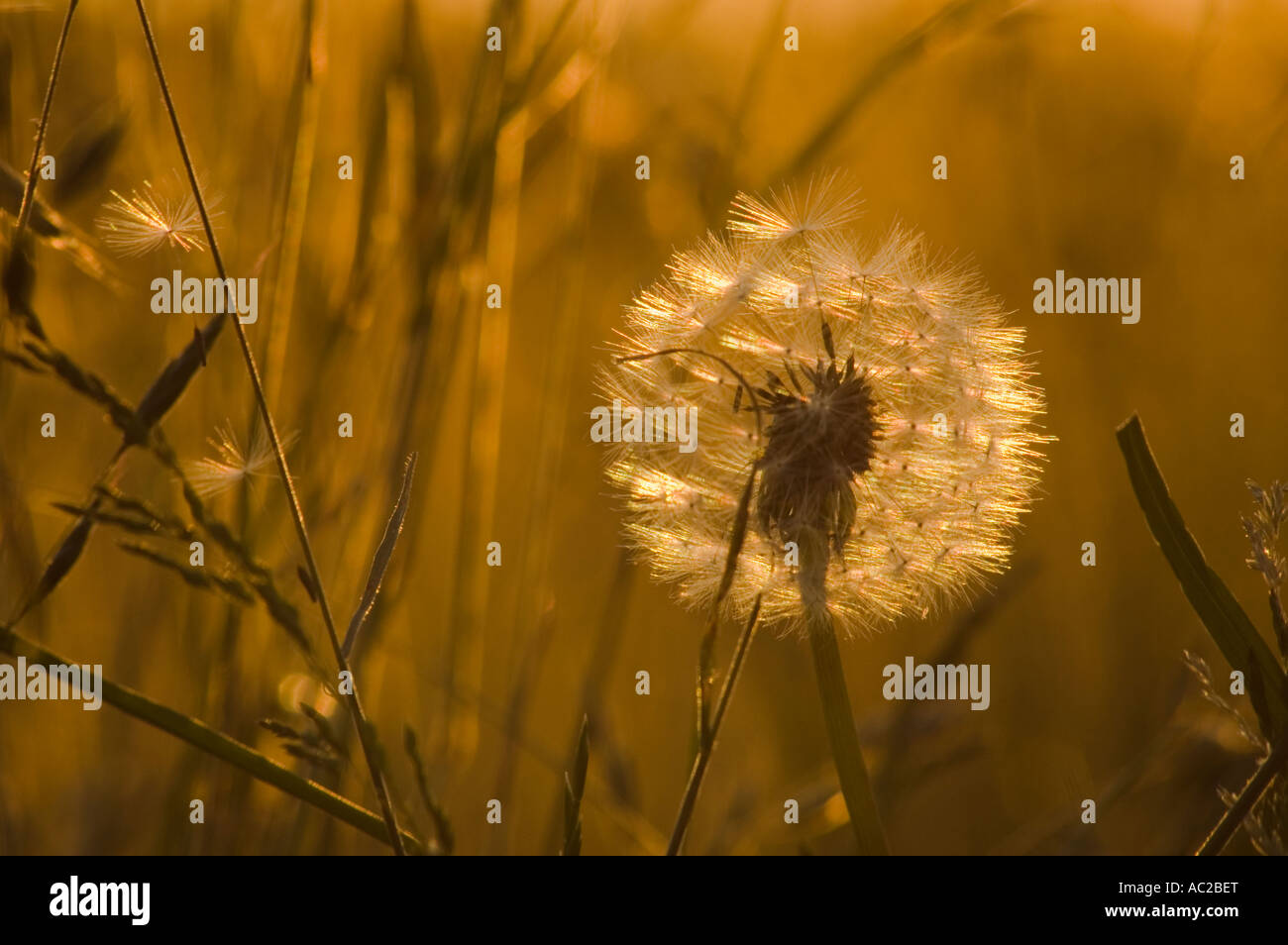 Löwenzahn seedhead Stockfoto